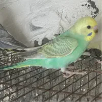 عروس وایت فیس مرغ عشق جم|پرنده|جم, |دیوار