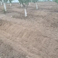 تیلر زنی شخم زنی خاکورزی هرس باغ گلخانه علفزنی|خدمات باغبانی و درختکاری|تهران, علی‌آباد|دیوار
