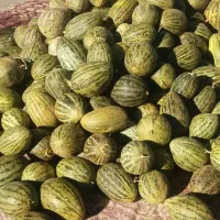 خربزه  سفچه 20  بزرک 50