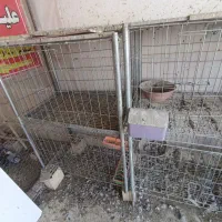 قفس|لوازم جانبی حیوانات|گناباد, |دیوار
