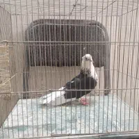 کفتر نر کاکلی