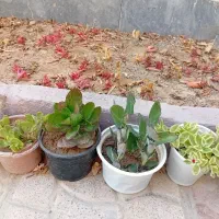 گل طبیعی|گل و گیاه طبیعی|قوچان, |دیوار