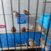فنچ اورنج اروپایی