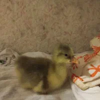 جوجه غاز محلی 5 روزه