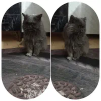 گربه اسکاتیش پشمی