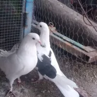 گمشده