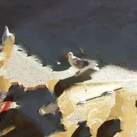 کفتر شب بالا مانده