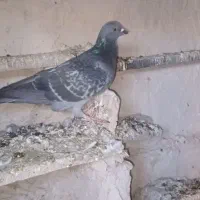 کبوتر مسافتی ۲۰عدد همشون پلاکی هستن