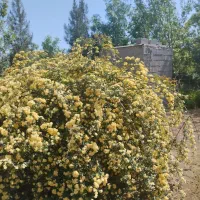 باغچه-800متری