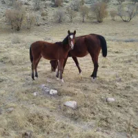 مادیان با کره مادیان|اسب و تجهیزات اسبسواری|درب گنبد, |دیوار