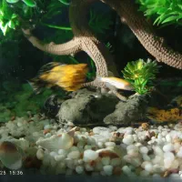 ماهی زینتی اکواریم|ماهی|هشتگرد, هشتگرد قدیم|دیوار