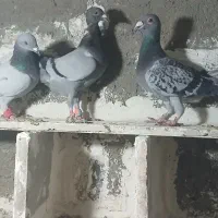 کفتر|پرنده|چناران, |دیوار