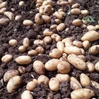 سیب‌زمینی بذری آگریا ، قوچان|حراج|آبکوه, |دیوار