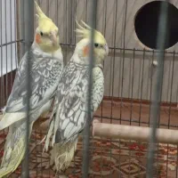 عروس هلندی مولد