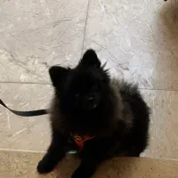 پامرانین بلک آموزش دیده