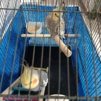 عروس هلندی|پرنده|رشت, گیل|دیوار