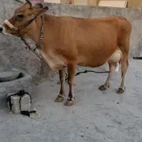 گاو آبستن