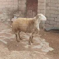 مغان|حیوانات مزرعه|دینور, |دیوار