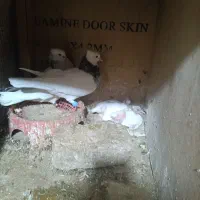 سلام طوق سور زمانتی