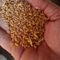 گندم بذری رقم برات