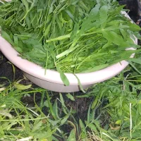 سبزی