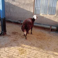 میش /گوسفند/ قوچ خورده/اصل بروجردی|حیوانات مزرعه|بجنورد, |دیوار