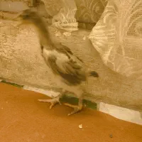 جوجه اوشامو|حیوانات مزرعه|صباشهر, |دیوار