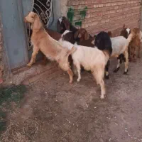 ۱۰ بزغاله ماده مناسب برای نگهداری