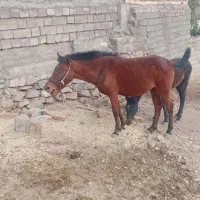 مادیون|اسب و تجهیزات اسبسواری|الشتر, |دیوار