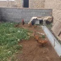 مرغ|حیوانات مزرعه|قوچان, |دیوار