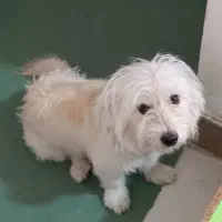 سگ نژاد اشپیتز ‌پشمالو