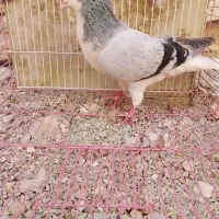 ساده سبز|پرنده|سراوان, |دیوار