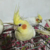 عروس هلندی لوتینو|پرنده|رشت, سلیمانداراب|دیوار