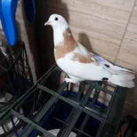کبوترگمشده