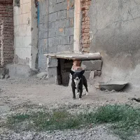 پاکوتاه باهوش