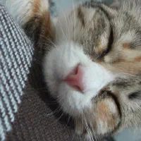 واگذاری گربه خانگی|گربه|اردکان, |دیوار