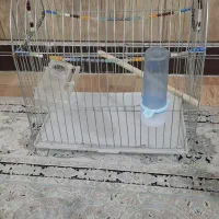 قفس پرنده با وسایل داخلش