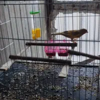 ....|لوازم جانبی حیوانات|سراوان, |دیوار