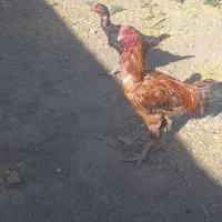 لاری