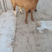 دو تا بره غوچی|حیوانات مزرعه|دهدشت, |دیوار