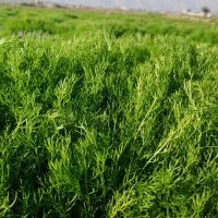 شوید خشک تمیز تازه|خوردنی و آشامیدنی|کازرون, |دیوار