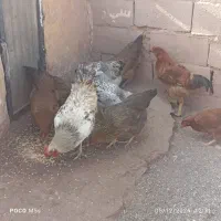 مرغ فروشی|حیوانات مزرعه|پائین جام, |دیوار