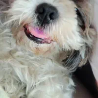 واگذاری شیتزو