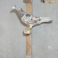 ۷تا سرور قزوینی درجه یک