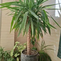 گل و گلدان یوکا