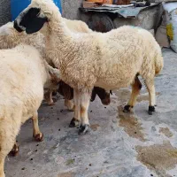 گوسفند داشتی اول شکم