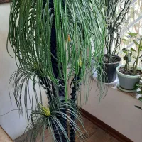 درخت تزئینی