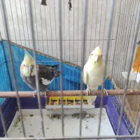 عروس هلندی