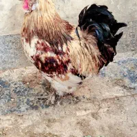 فروش 2ا مرغ نژاددار و 2تا خروس خوشکل