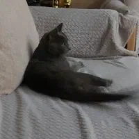 فروش فوری گربه اسکاتیش